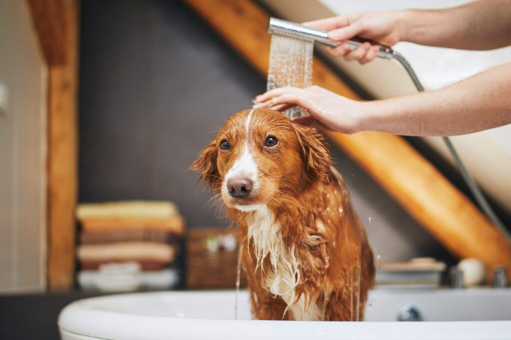 Dog taking bath at domestic bathroom